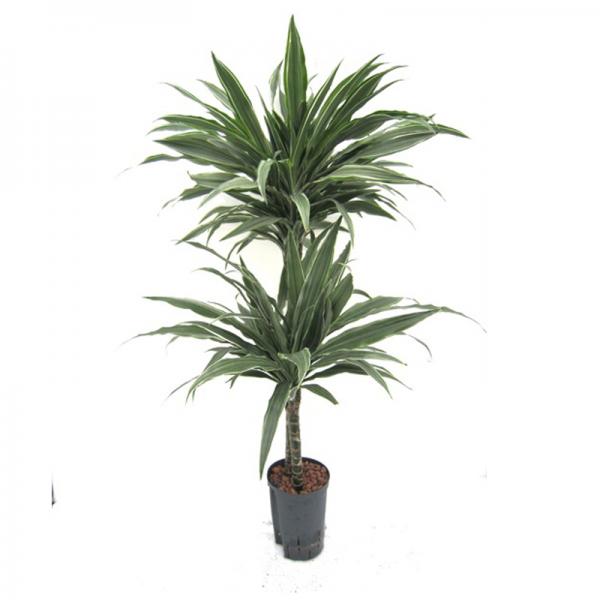 Dracaena deremensis Warneckii | weissgrüner Drachenbaum